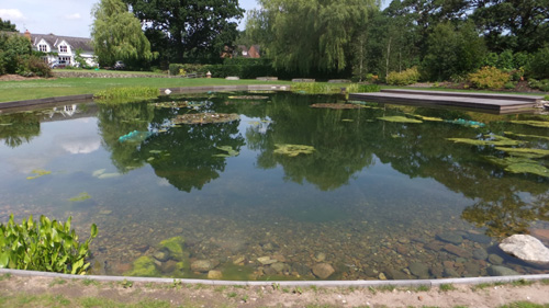 Pool with blanket weed problem prior to treatment with a PondTec ultrasonic unt