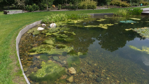 Garden pool with a blanket weed problem prior to the installation of a Pond Tec ultrasonic algae control device