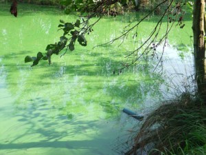 Whitmore_fisheries_bluegreen_alage+pondtec_unit