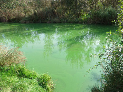 Whitmore_fisheries_bluegreen_algae