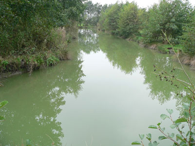 Whitmore_fisheries_bluegreen_alage2