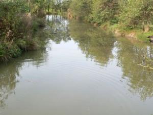 Whitmore_fisheries_bluegreen_alage3
