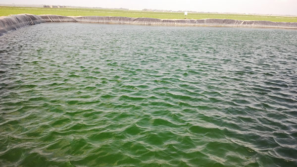 Irrigation lagoon in Oman prior to Smart Tec 50 installation 3/3/2014