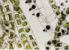 Spirogyra cells after 14 days