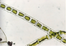 Spirogyra cells after 7 days