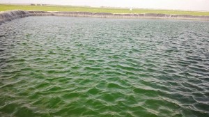 Irrigation lagoon in Oman with an algal problem